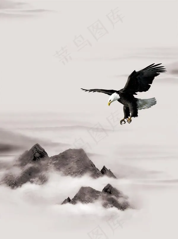 飞翔的鹰图片