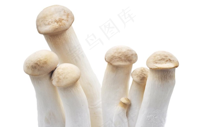 杏鲍菇图片