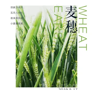 五月 麦穗低语图片