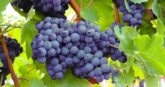 葡萄图片