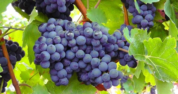 葡萄图片