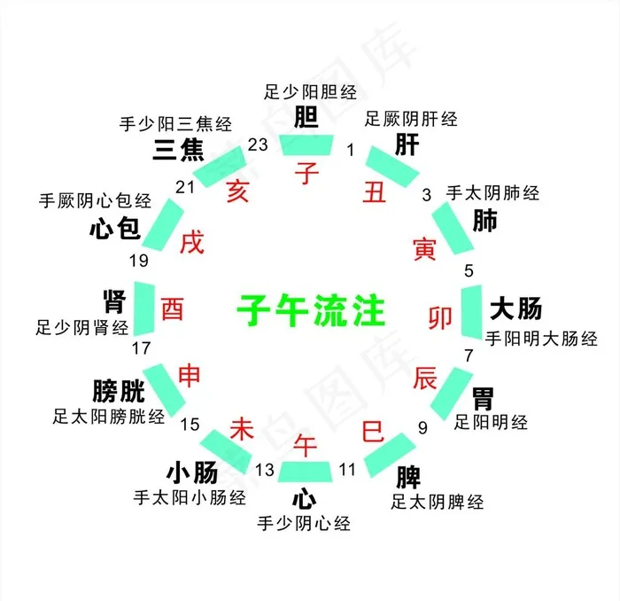 子午流注图片cdr矢量模版下载