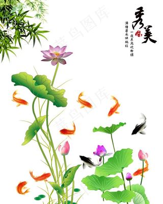 荷花鱼图片