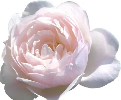 花朵图片 花朵图片