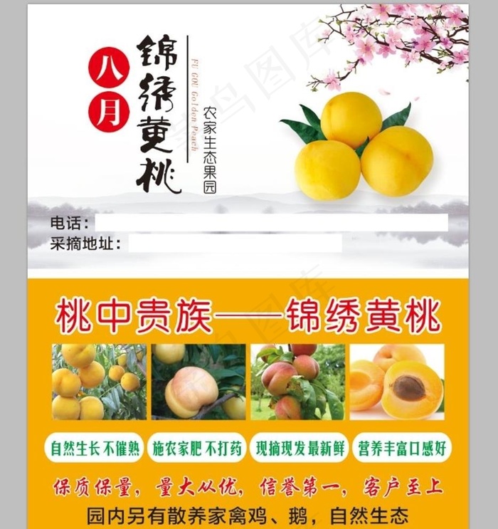 黄金桃名片图片