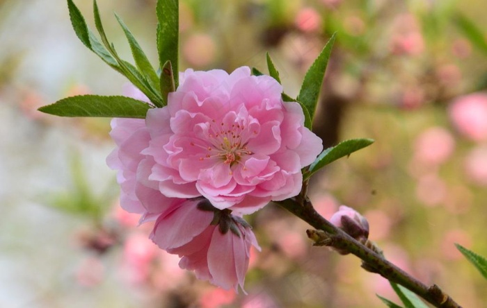 碧桃花儿图片