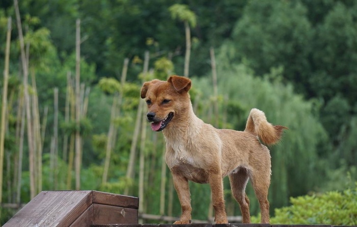 中华田园犬图片