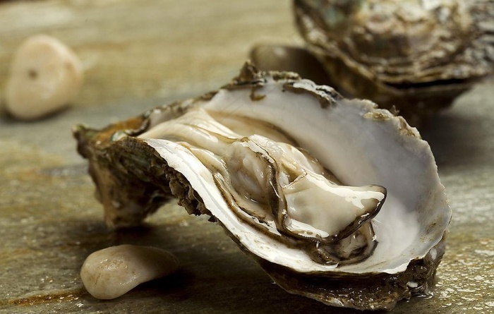 贝壳超清图图片