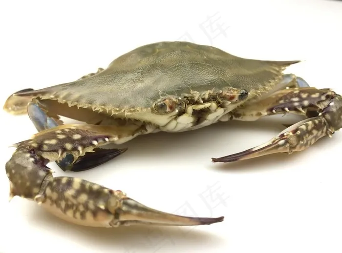 野生梭子蟹图片