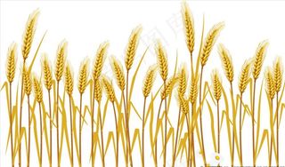 麦穗图片
