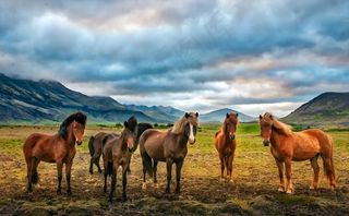 草原上的马群图片