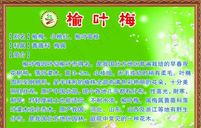 榆叶梅图片psd模版下载