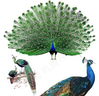 孔雀图片