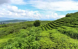 茶山墙纸 茶山素材 茶山壁纸图片