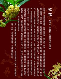 桂花展板图片