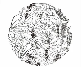 中草药线条圆形背景图图片