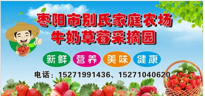草莓园 摘草莓图片