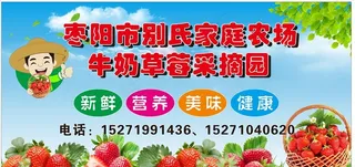 草莓园 摘草莓图片