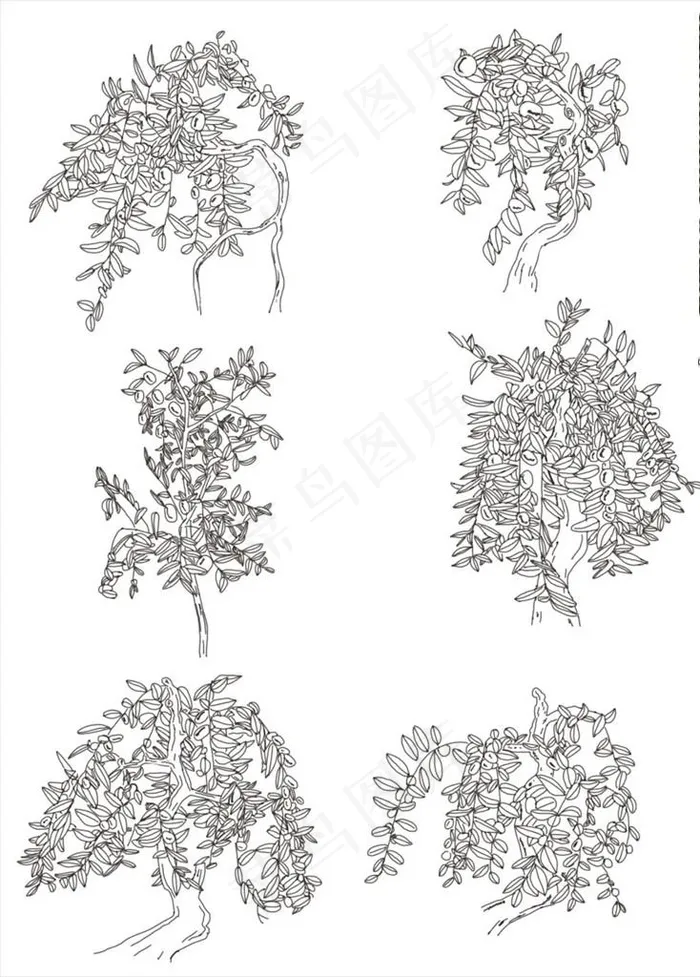 白描枣树 勾线枣树 果树图片psd模版下载