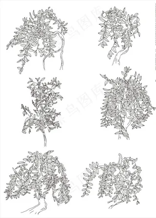 白描枣树 勾线枣树 果树图片