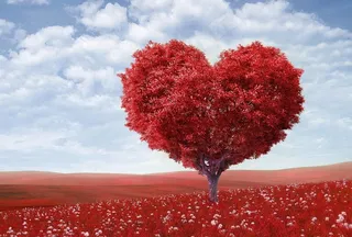 心形树图片