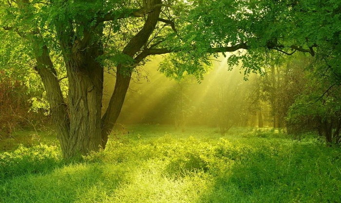 高清日照树木图片