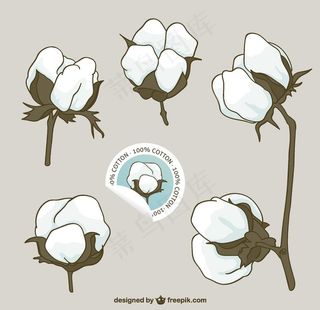 棉花花图片