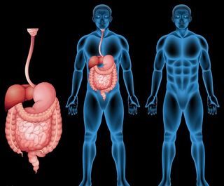 人体结构图图片
