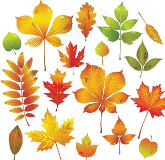 各种叶子矢量图图片