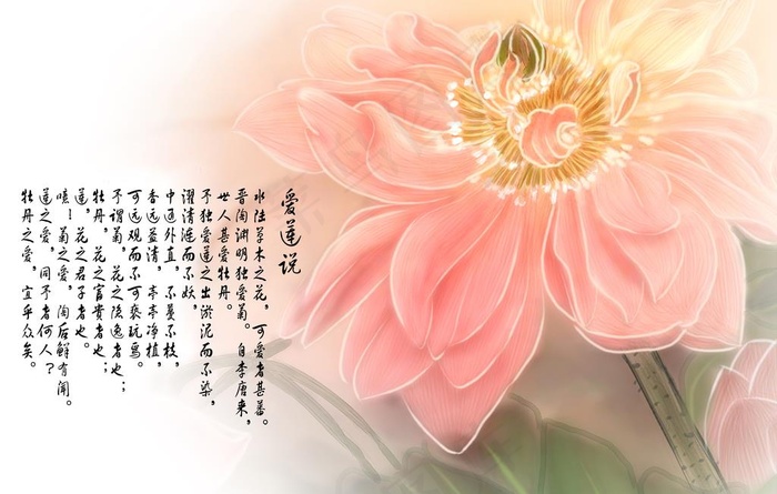 荷韵图片