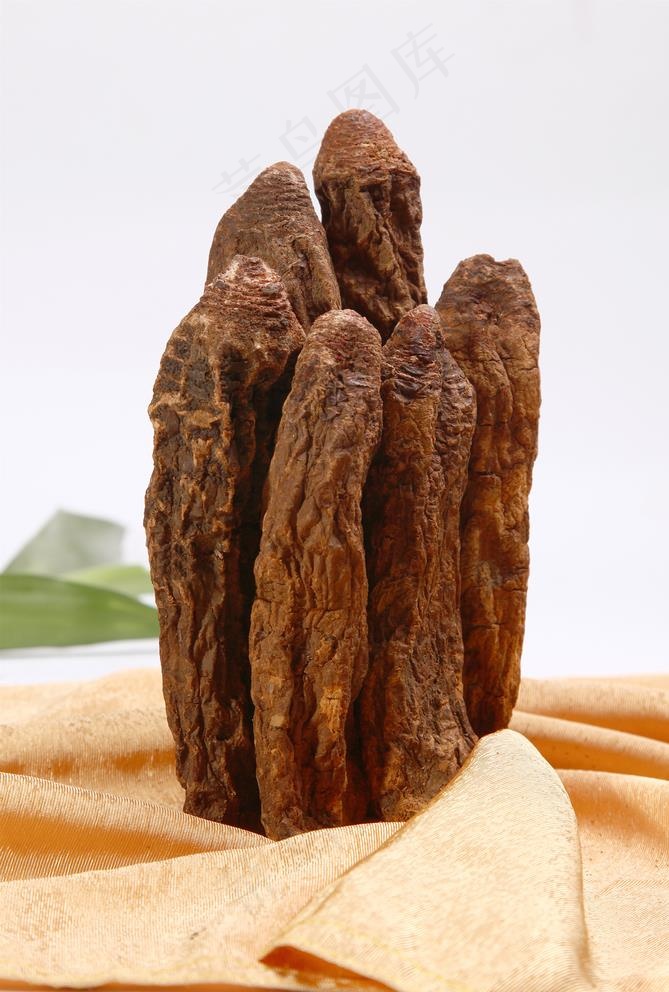 锁阳图片
