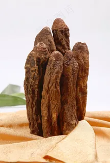 锁阳图片 锁阳图片