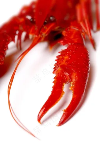 龙虾图片
