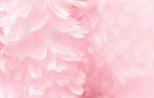 羽毛背景图片