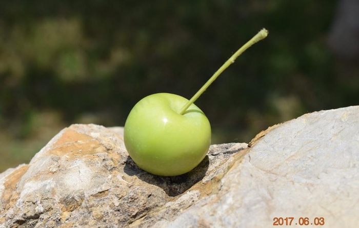 小苹果图片