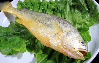 大黄鱼图片
