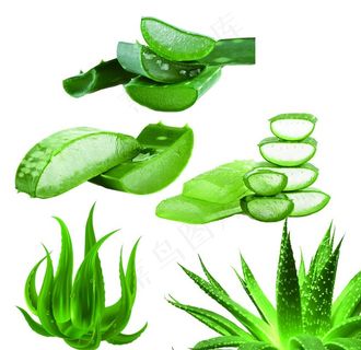芦荟图片