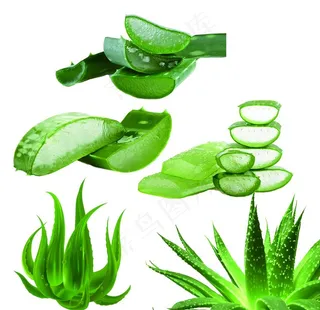 芦荟图片