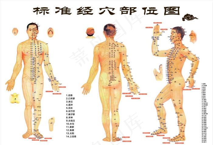 穴位图图片(5512X3937(DPI:200))psd模版下载