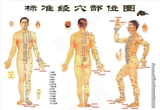 穴位图图片