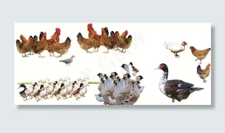 鸡鸭鹅抠图文件图片