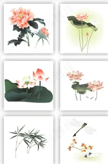 荷花素材图片 荷花素材图片