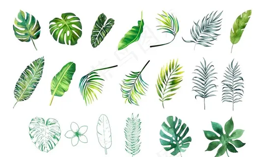 热带叶子图片 热带叶子图片