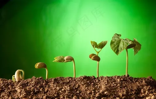 幼苗小树苗图片