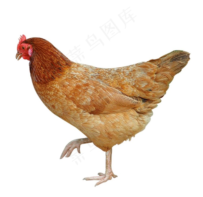 鸡图片