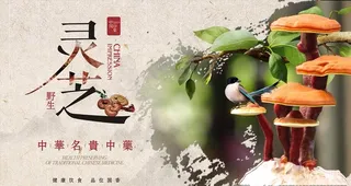 灵芝海报图片