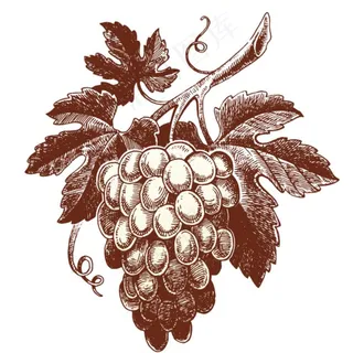 手绘葡萄图片