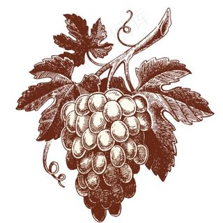 手绘葡萄图片