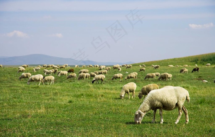 乌兰布统草原图片