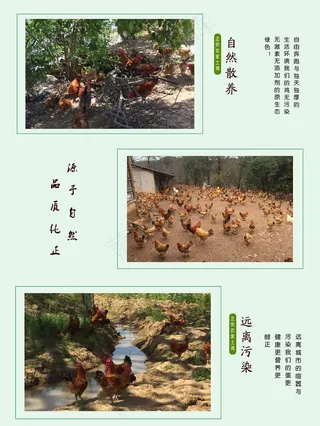 生态农庄产品展板传单图片